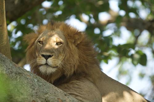 Uganda Booking.com