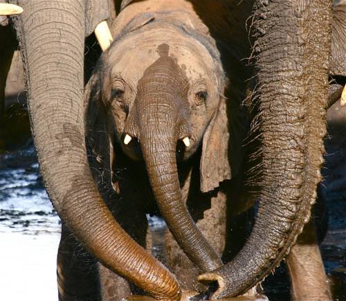 Botswana Booking.com